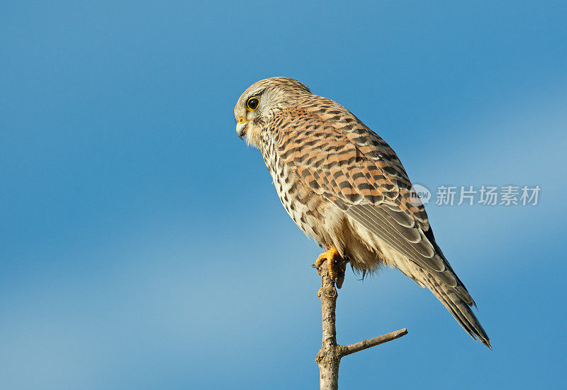 雌红隼(Falco tinnunulus)